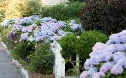 Dear Dolores Hydrangea - 1 Gallon Pot -FRUIT TREES & PLANTS Shop Hydrangea Dear Dolores Garden Planting 1