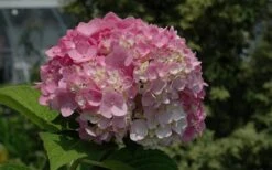 Dear Dolores Hydrangea - 1 Gallon Pot -FRUIT TREES & PLANTS Shop Hydrangea Dear Dolores Pink 1