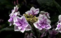 Double Delights Stargazer Hydrangea - 3 Gallon Pot 13 Double Delights Stargazer Hydrangea - 3 Gallon Pot -FRUIT TREES & PLANTS Shop Hydrangea Double Delights Stargazer 5