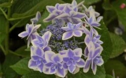 Double Delights Stargazer Hydrangea - 3 Gallon Pot 11 Double Delights Stargazer Hydrangea - 3 Gallon Pot -FRUIT TREES & PLANTS Shop Hydrangea Double Delights Stargazer 6