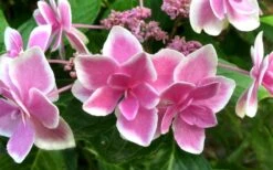 Double Delights Stargazer Hydrangea - 3 Gallon Pot 12 Double Delights Stargazer Hydrangea - 3 Gallon Pot -FRUIT TREES & PLANTS Shop Hydrangea Double Delights Stargazer 7