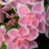 Double Delights Stargazer Hydrangea - 3 Gallon Pot -FRUIT TREES & PLANTS Shop Hydrangea Double Delights Stargazer 8