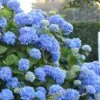 Endless Summer Hydrangea Original - 1 Gallon Pot -FRUIT TREES & PLANTS Shop Hydrangea Endless Summer 500x750 2