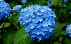 Endless Summer Hydrangea Original - 1 Gallon Pot -FRUIT TREES & PLANTS Shop Hydrangea Endless Summer Closeup 1