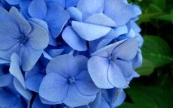 Endless Summer Hydrangea Original - 1 Gallon Pot -FRUIT TREES & PLANTS Shop Hydrangea Endless Summer Closeup 2 1