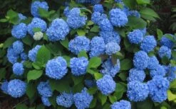 Endless Summer Hydrangea Original - 3 Gallon Pot 13 Endless Summer Hydrangea Original - 3 Gallon Pot -FRUIT TREES & PLANTS Shop Hydrangea Endless Summer Closeup 3