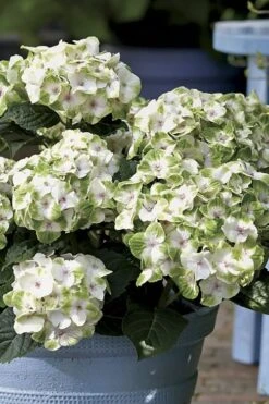 Everlasting Noblesse Hydrangea - 3 Gallon Pot 10 Everlasting Noblesse Hydrangea - 3 Gallon Pot -FRUIT TREES & PLANTS Shop Hydrangea Everlasting Noblesse 1