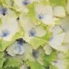 Everlasting Noblesse Hydrangea - 3 Gallon Pot -FRUIT TREES & PLANTS Shop Hydrangea Everlasting Noblesse 2