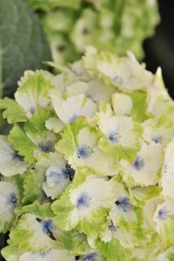Everlasting Noblesse Hydrangea - 3 Gallon Pot 11 Everlasting Noblesse Hydrangea - 3 Gallon Pot -FRUIT TREES & PLANTS Shop Hydrangea Everlasting Noblesse 3