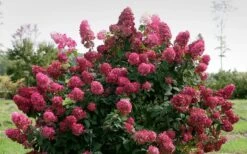 Fire Light Hydrangea - Single Trunk Topiary Tree - 5 Gallon Pot 12 Fire Light Hydrangea - Single Trunk Topiary Tree - 5 Gallon Pot -FRUIT TREES & PLANTS Shop Hydrangea Fire Light 1 1