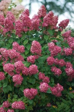Fire Light Hydrangea - Single Trunk Topiary Tree - 5 Gallon Pot 11 Fire Light Hydrangea - Single Trunk Topiary Tree - 5 Gallon Pot -FRUIT TREES & PLANTS Shop Hydrangea Fire Light 2 1
