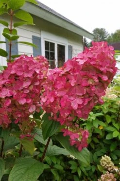 Fire Light Hydrangea - Single Trunk Topiary Tree - 5 Gallon Pot 13 Fire Light Hydrangea - Single Trunk Topiary Tree - 5 Gallon Pot -FRUIT TREES & PLANTS Shop Hydrangea Fire Light 3 1