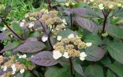 Lady In Red Hydrangea - 3 Gallon Pot -FRUIT TREES & PLANTS Shop Hydrangea Lady In Red Budded