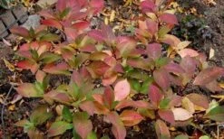 Lady In Red Hydrangea - 3 Gallon Pot -FRUIT TREES & PLANTS Shop Hydrangea Lady In Red Fall Foliage Leaf Color