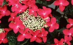 Lady In Red Hydrangea - 3 Gallon Pot -FRUIT TREES & PLANTS Shop Hydrangea Lady In Red Flower Closeup