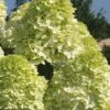 Limelight PeeGee Hydrangea - 2.5 Gallon Pot -FRUIT TREES & PLANTS Shop Hydrangea Limelight 101 1