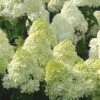 Limelight PeeGee Hydrangea - 7 Gallon Pot (3-4') -FRUIT TREES & PLANTS Shop Hydrangea Limelight 107