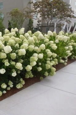 Limelight PeeGee Hydrangea - 6 Pack Of 1 Gallon Pots -FRUIT TREES & PLANTS Shop Hydrangea Limelight 20 1