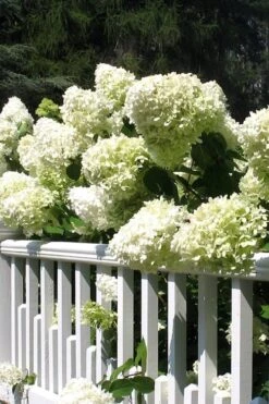 Limelight PeeGee Hydrangea - 6 Pack Of 1 Gallon Pots -FRUIT TREES & PLANTS Shop Hydrangea Limelight 21 2