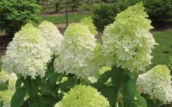 Limelight PeeGee Hydrangea - 6 Pack Of 1 Gallon Pots -FRUIT TREES & PLANTS Shop Hydrangea Limelight Flowers 1