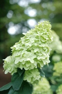 Limelight Prime Hydrangea - 3 Gallon Pot 13 Limelight Prime Hydrangea - 3 Gallon Pot -FRUIT TREES & PLANTS Shop Hydrangea Limelight Prime 1