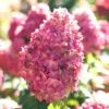 Limelight Prime Hydrangea - 3 Gallon Pot -FRUIT TREES & PLANTS Shop Hydrangea Limelight Prime 3