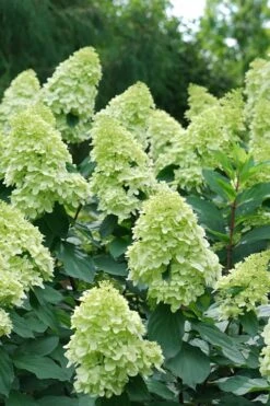 Limelight Prime Hydrangea - 3 Gallon Pot 12 Limelight Prime Hydrangea - 3 Gallon Pot -FRUIT TREES & PLANTS Shop Hydrangea Limelight Prime 4