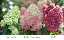 Limelight Prime Hydrangea - 3 Gallon Pot 11 Limelight Prime Hydrangea - 3 Gallon Pot -FRUIT TREES & PLANTS Shop Hydrangea Limelight Prime 6