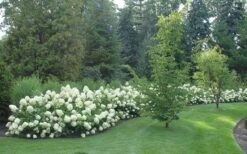 Limelight PeeGee Hydrangea - 6 Pack Of 1 Gallon Pots -FRUIT TREES & PLANTS Shop Hydrangea Limelight hedge natural 2