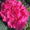 Merritts Supreme Hydrangea - 3 Gallon Pot -FRUIT TREES & PLANTS Shop Hydrangea Merrits Supreme Pink 15