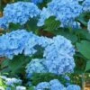 Mini Penny Hydrangea - 1 Gallon Pot -FRUIT TREES & PLANTS Shop Hydrangea Mini Penny 1