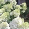 Moon Dance Hydrangea - 2 Gallon Pot -FRUIT TREES & PLANTS Shop Hydrangea Moon Dance 3