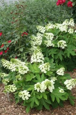 Munchkin Dwarf Oakleaf Hydrangea - 3 Gallon Pot -FRUIT TREES & PLANTS Shop Hydrangea Munchkin 11 2