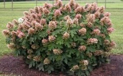 Munchkin Dwarf Oakleaf Hydrangea - 3 Gallon Pot -FRUIT TREES & PLANTS Shop Hydrangea Munchkin 2