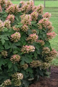 Munchkin Dwarf Oakleaf Hydrangea - 3 Gallon Pot -FRUIT TREES & PLANTS Shop Hydrangea Munchkin 500x750 3