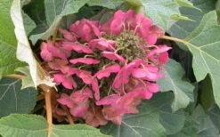 Munchkin Dwarf Oakleaf Hydrangea - 3 Gallon Pot -FRUIT TREES & PLANTS Shop Hydrangea Munchkin Bloom Closeup 2