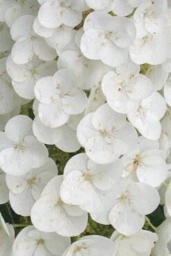 Alice Oakleaf Hydrangea - 3 Gallon Pot -FRUIT TREES & PLANTS Shop Hydrangea Oakleaf Alice 2