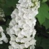 Alice Oakleaf Hydrangea - 3 Gallon Pot -FRUIT TREES & PLANTS Shop Hydrangea Oakleaf Alice 3