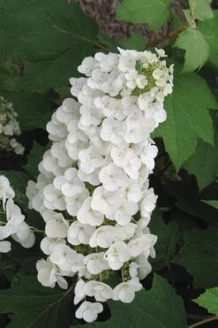 Alice Oakleaf Hydrangea - 3 Gallon Pot -FRUIT TREES & PLANTS Shop Hydrangea Oakleaf Alice 4