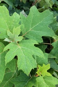 Alice Oakleaf Hydrangea - 3 Gallon Pot -FRUIT TREES & PLANTS Shop Hydrangea Oakleaf Alice 5