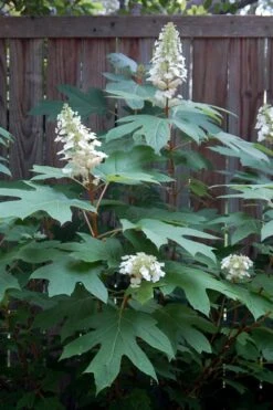 Alice Oakleaf Hydrangea - 3 Gallon Pot -FRUIT TREES & PLANTS Shop Hydrangea Oakleaf Alice 6