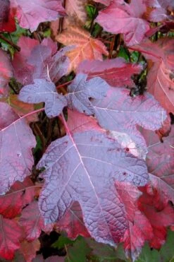 Alice Oakleaf Hydrangea - 3 Gallon Pot -FRUIT TREES & PLANTS Shop Hydrangea Oakleaf Alice 7
