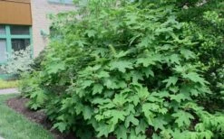 Alice Oakleaf Hydrangea - 3 Gallon Pot -FRUIT TREES & PLANTS Shop Hydrangea Oakleaf Alice 8