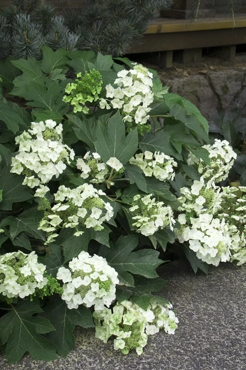 Pee Wee Dwarf Oakleaf Hydrangea - 3 Gallon Pot 9 Pee Wee Dwarf Oakleaf Hydrangea - 3 Gallon Pot - Image 7
