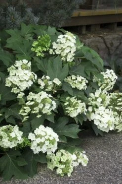 Pee Wee Dwarf Oakleaf Hydrangea - 1 Gallon Pot 16 Pee Wee Dwarf Oakleaf Hydrangea - 1 Gallon Pot -FRUIT TREES & PLANTS Shop Hydrangea Oakleaf Pee Wee 11