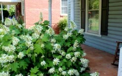 Pee Wee Dwarf Oakleaf Hydrangea - 1 Gallon Pot 14 Pee Wee Dwarf Oakleaf Hydrangea - 1 Gallon Pot -FRUIT TREES & PLANTS Shop Hydrangea Oakleaf Pee Wee