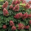 Ruby Slippers Dwarf Oakleaf Hydrangea - 7 Gallon Pot -FRUIT TREES & PLANTS Shop Hydrangea Oakleaf Ruby Slippers 500x750 1