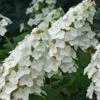 Snow Queen Oakleaf Hydrangea - 1 Gallon Pot -FRUIT TREES & PLANTS Shop Hydrangea Oakleaf Snow Queen 8 1