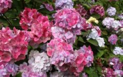 Preziosa Multi Color Hydrangea - 3 Gallon Pot -FRUIT TREES & PLANTS Shop Hydrangea Preziosa 18