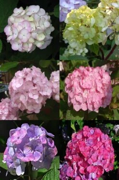 Preziosa Multi Color Hydrangea - 3 Gallon Pot -FRUIT TREES & PLANTS Shop Hydrangea Preziosa 19